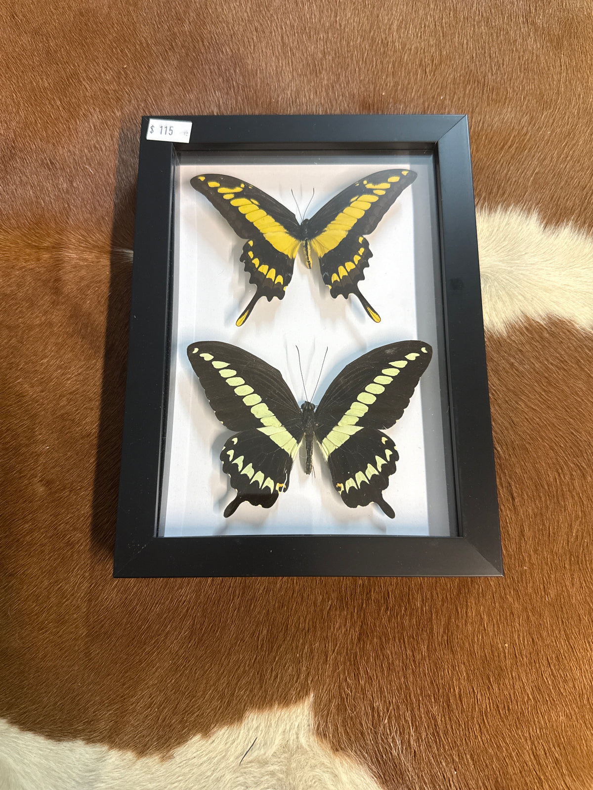 P. gigon & King Thoas Butterfly Duo