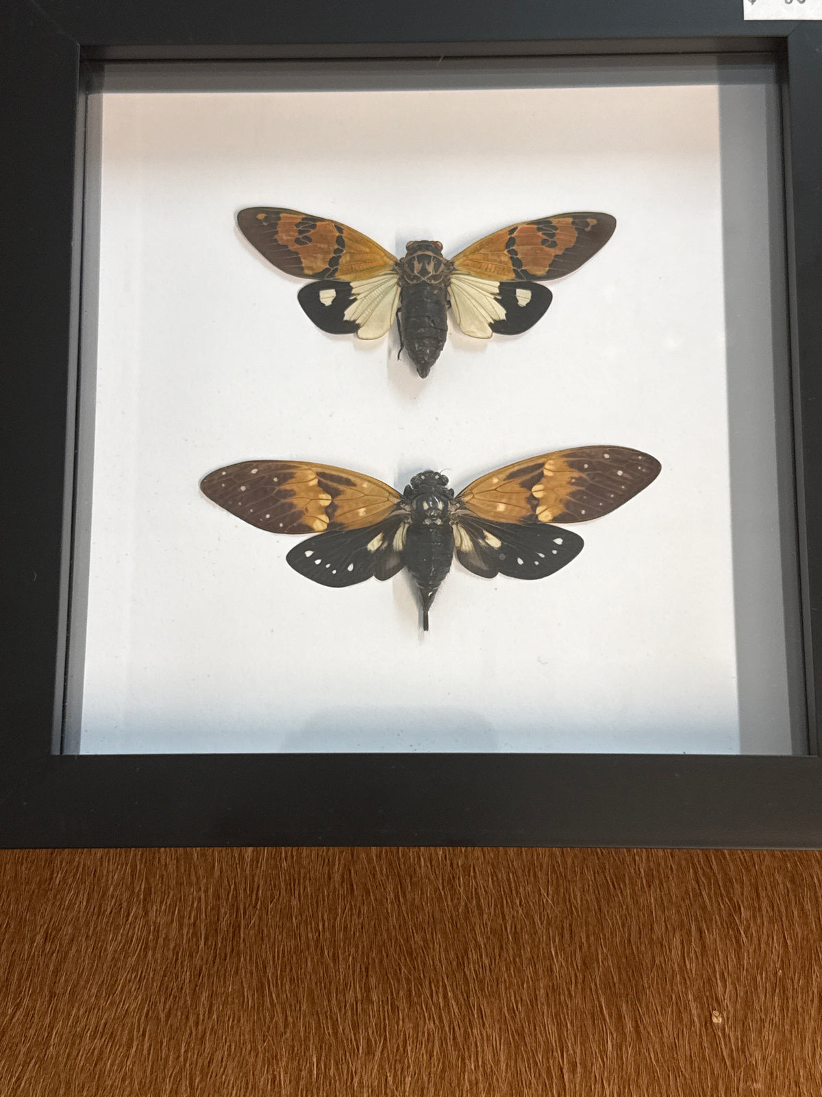 Gaeana festiva & Ambragaeana ambra Cicada Duo Frame