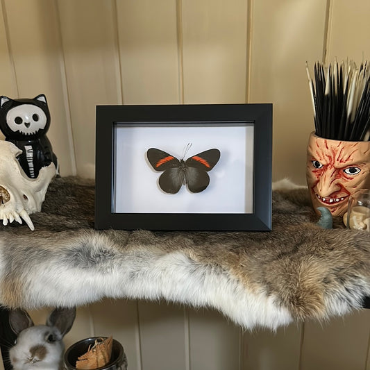 Pereute Callinira Butterfly in a frame