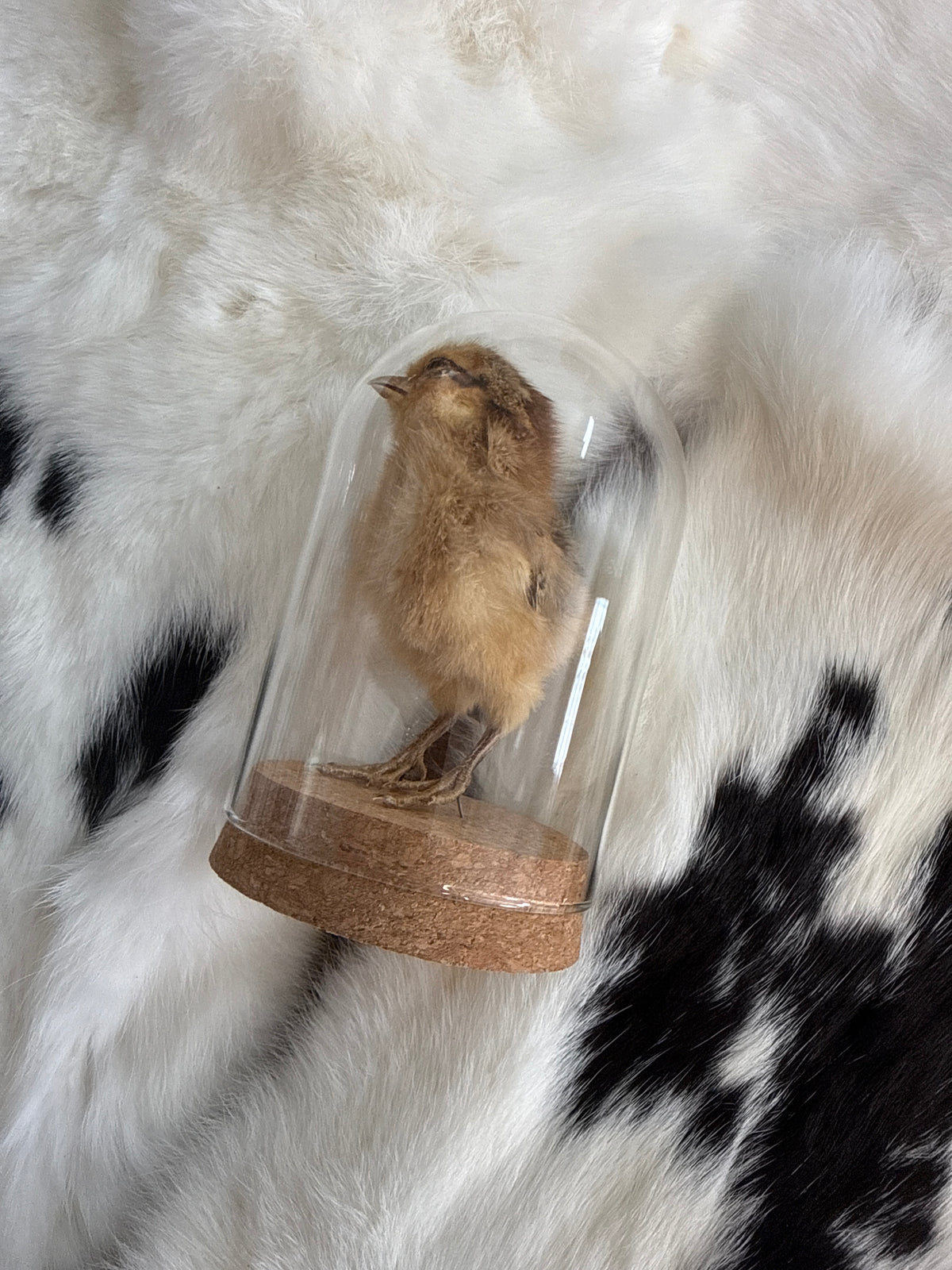 Taxidermy Chick in a Dome