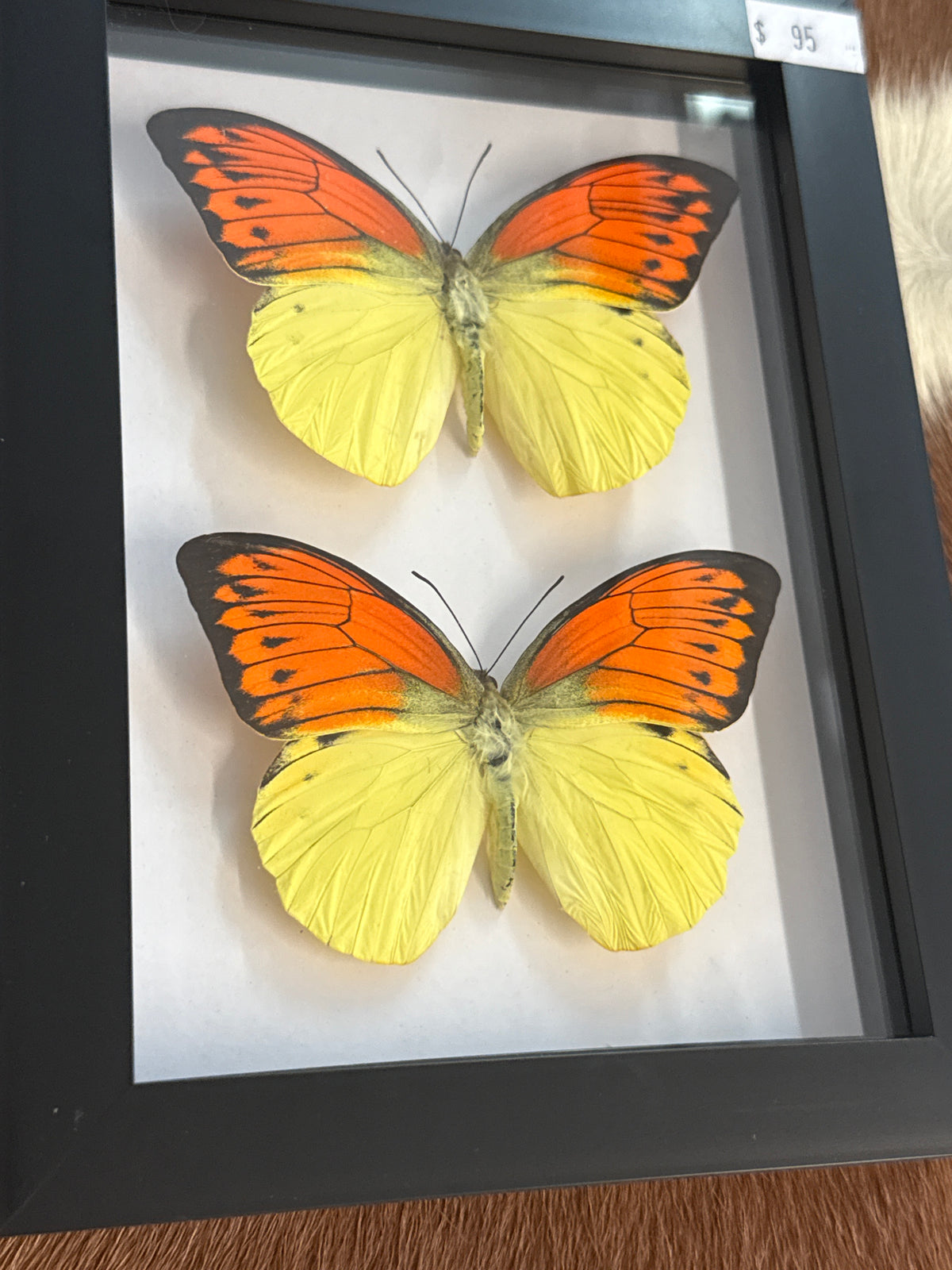 Orange Tip Butterfly Duo Frame