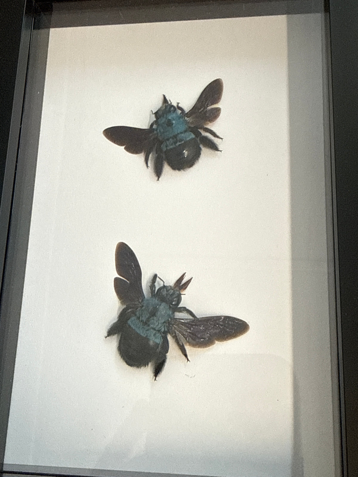Blue Carpenter Bee Duo Frame