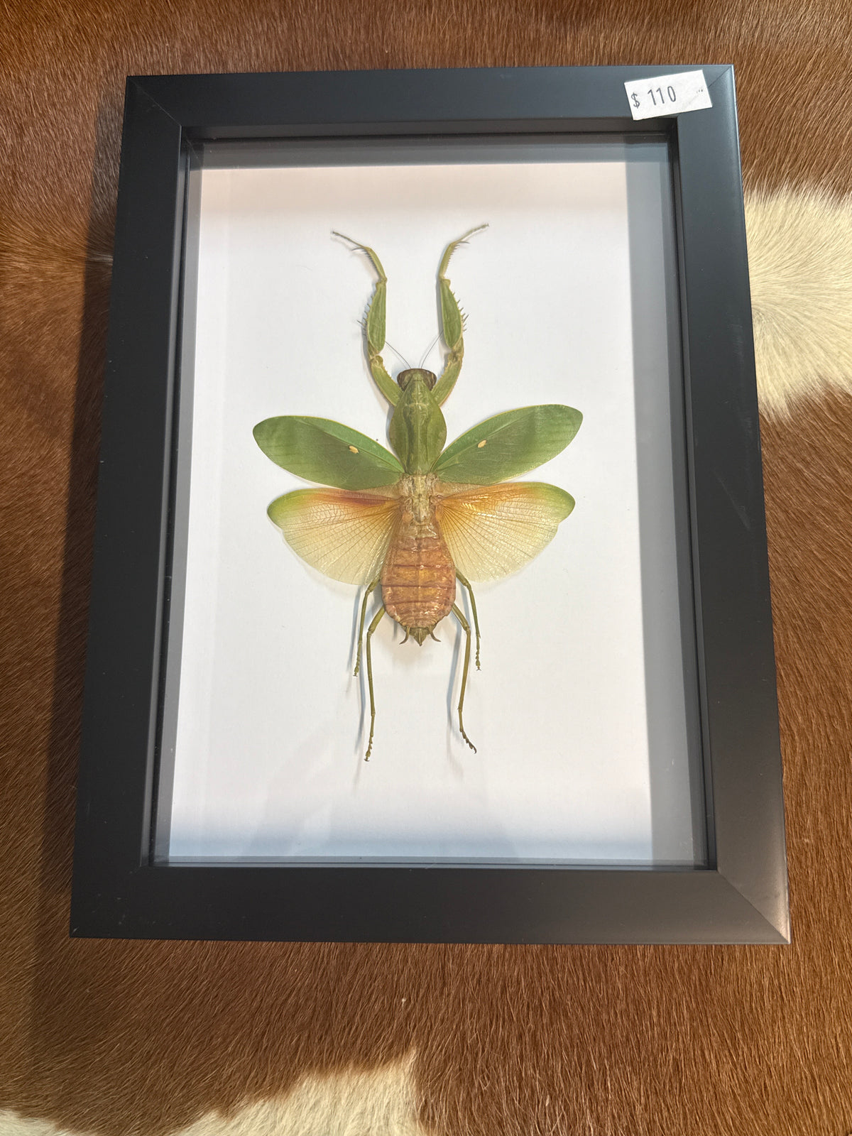 Rhombodera javana Praying Mantis in a Frame