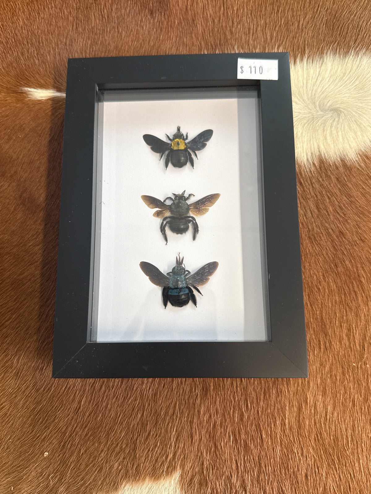 Carpenter Bee Trio Frame