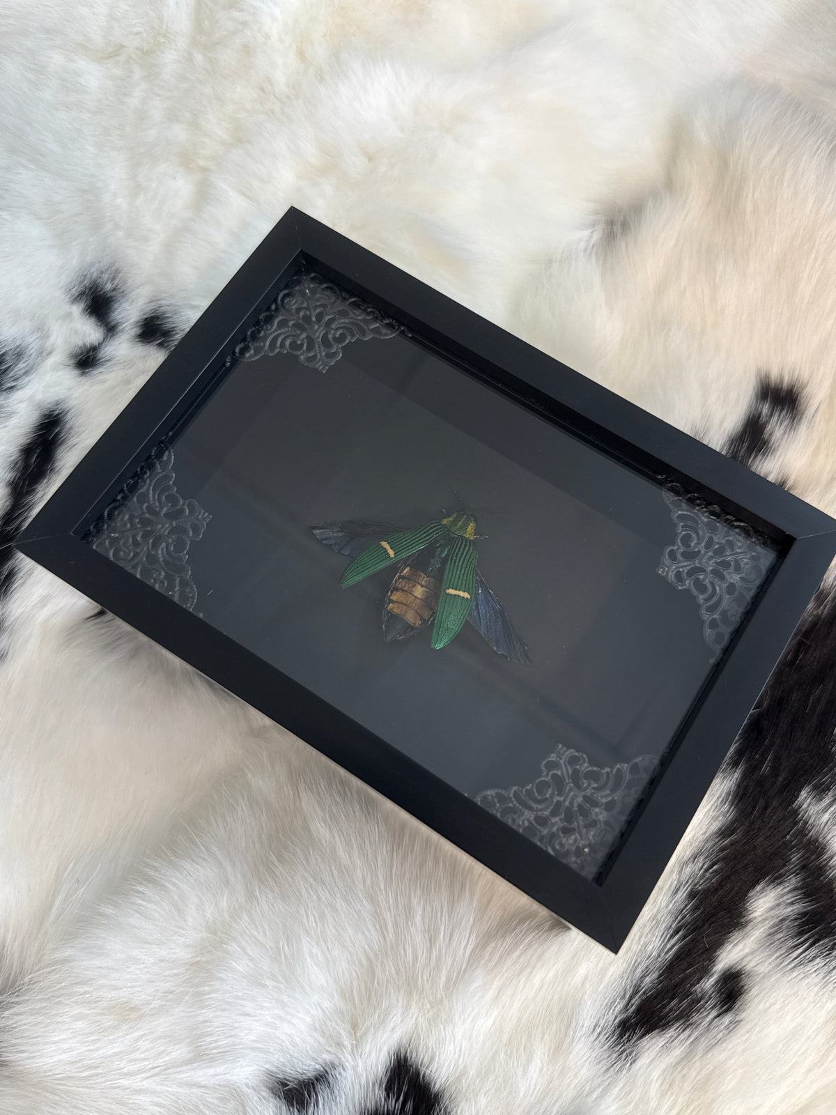Catoxana Opulenta Beetle in a Frame