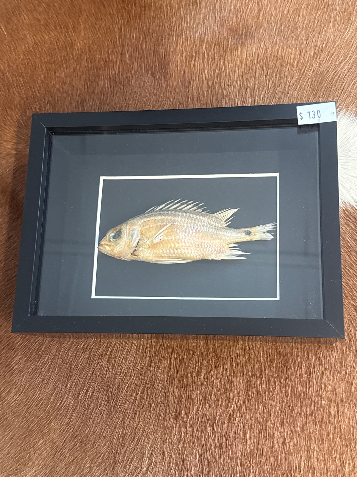 Squirrel Fish in a Frame