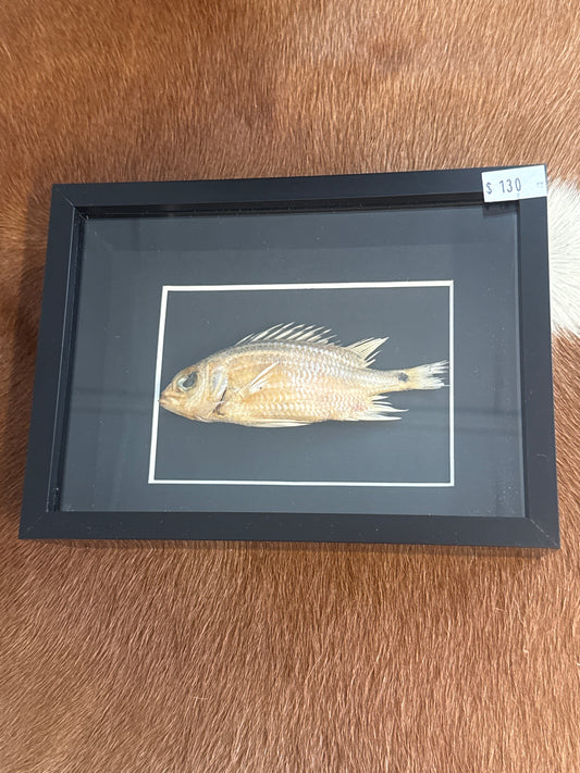 Squirrel Fish in a Frame