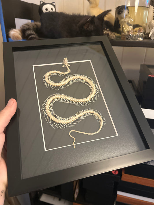 Snake Skeleton in a Frame - Large