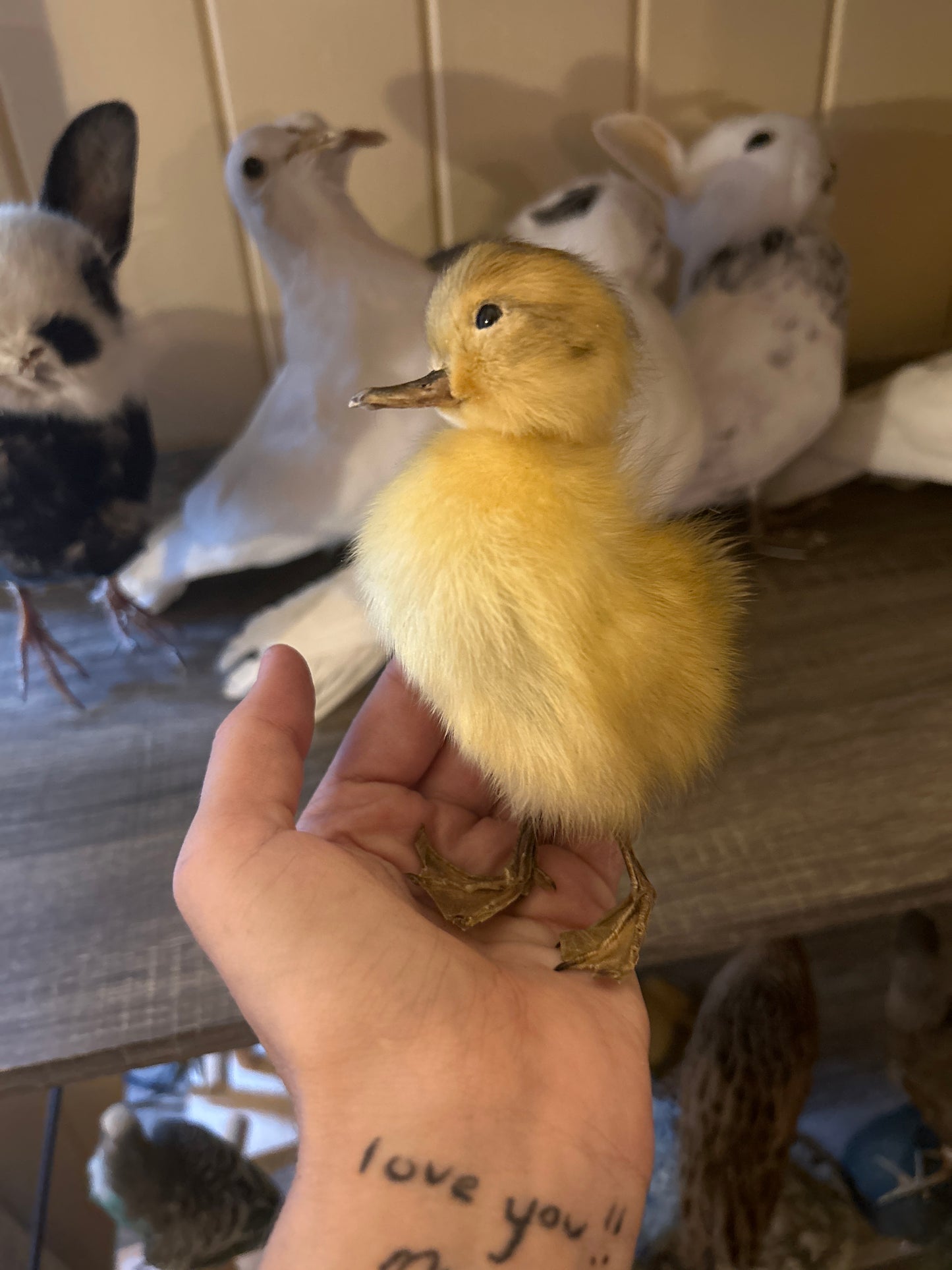 Taxidermy Duckling