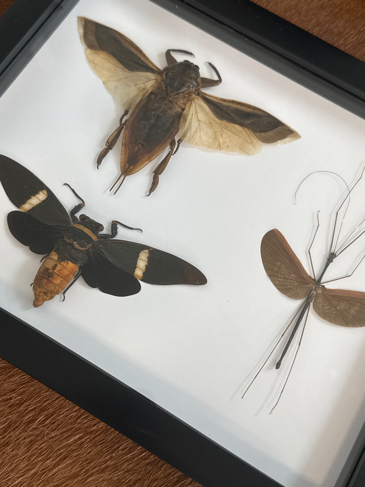Brown Insect Trio Frame