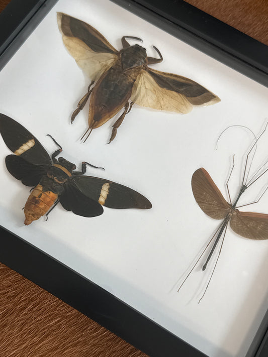 Brown Insect Trio Frame