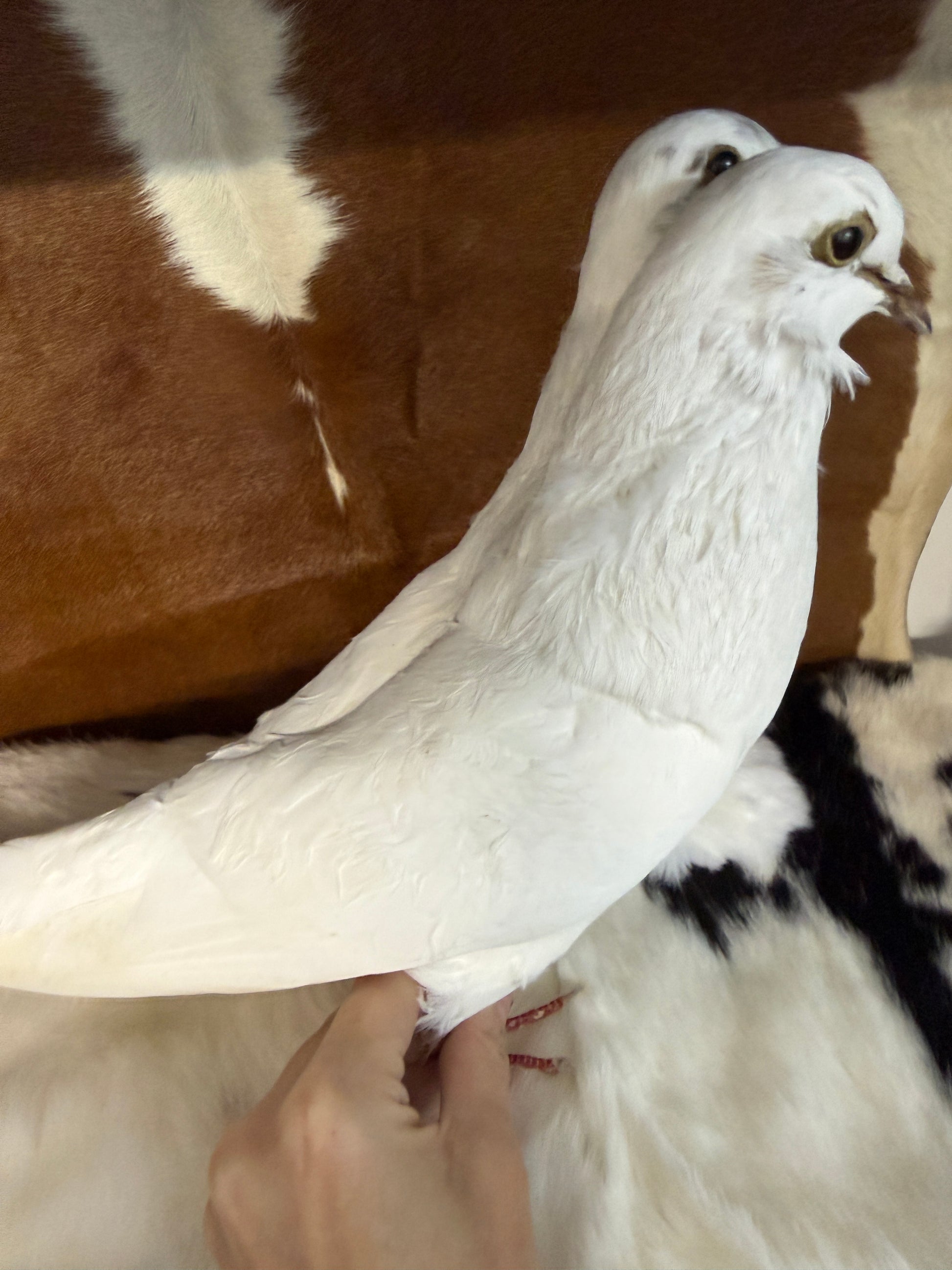 Two Headed Taxidermy Pigeon 'Plem & Plom' - Pumpkin Cat Collectables
