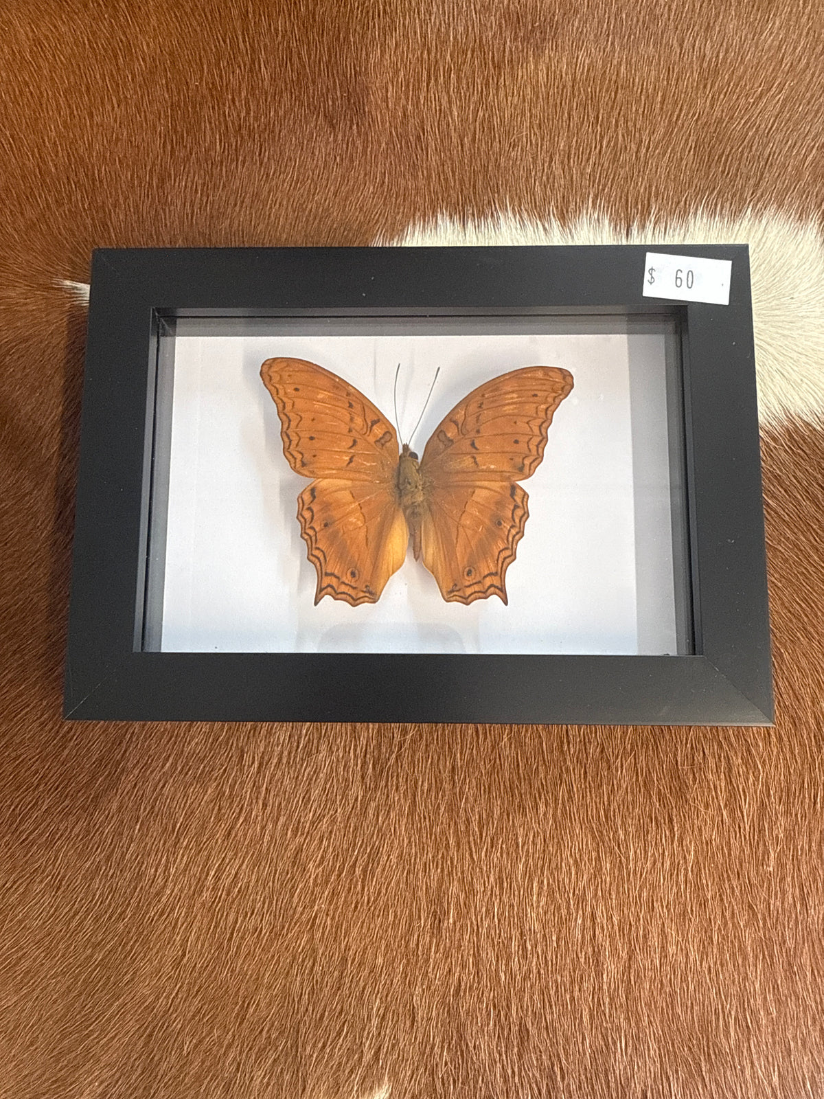 Cruiser Butterfly in a Frame