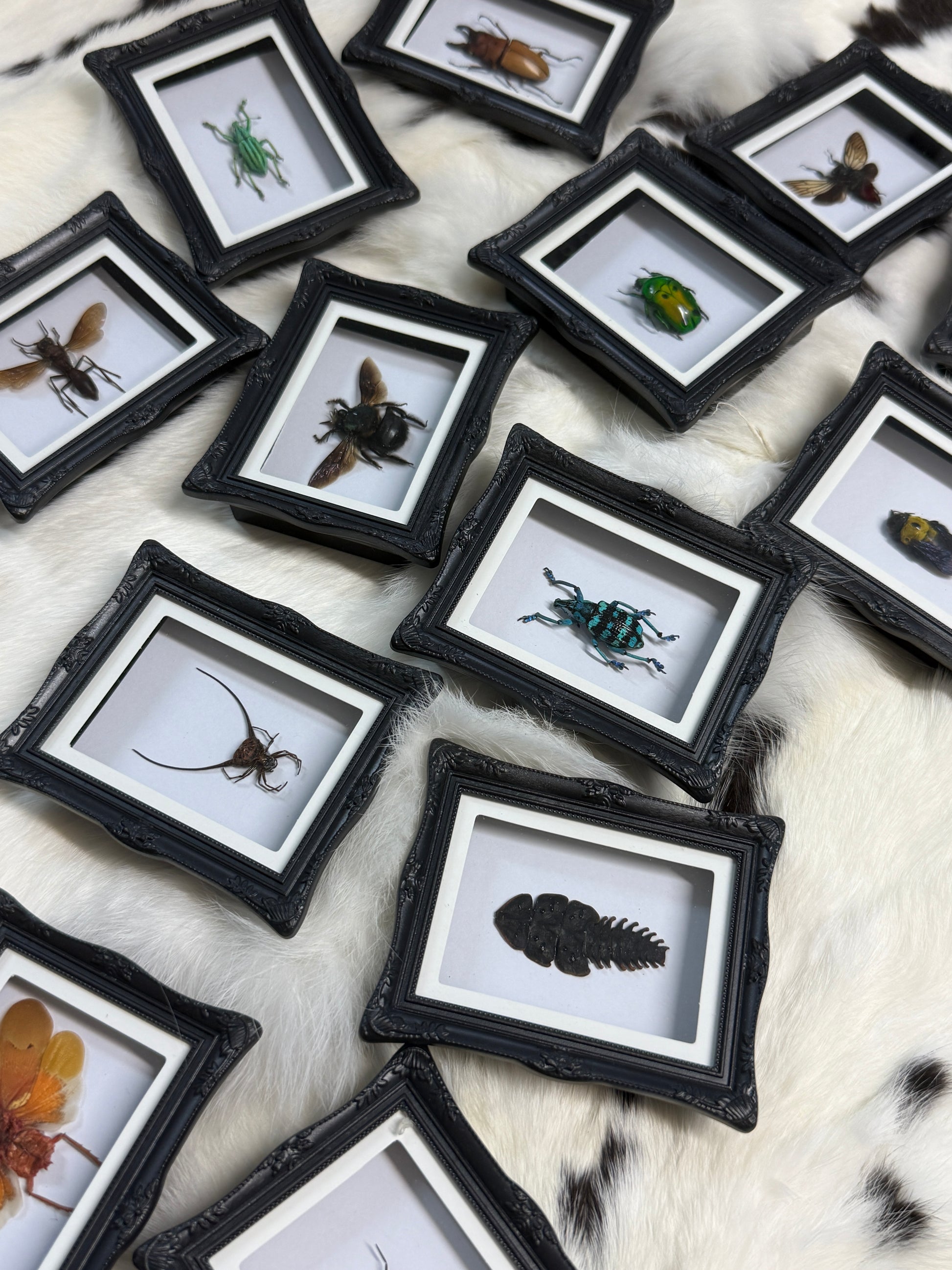 Bug Fridge Magnet Mini Frame - Pumpkin Cat Collectables