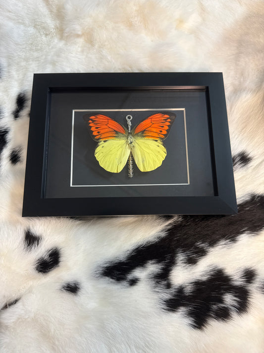 Orange Tip Butterfly in a Frame