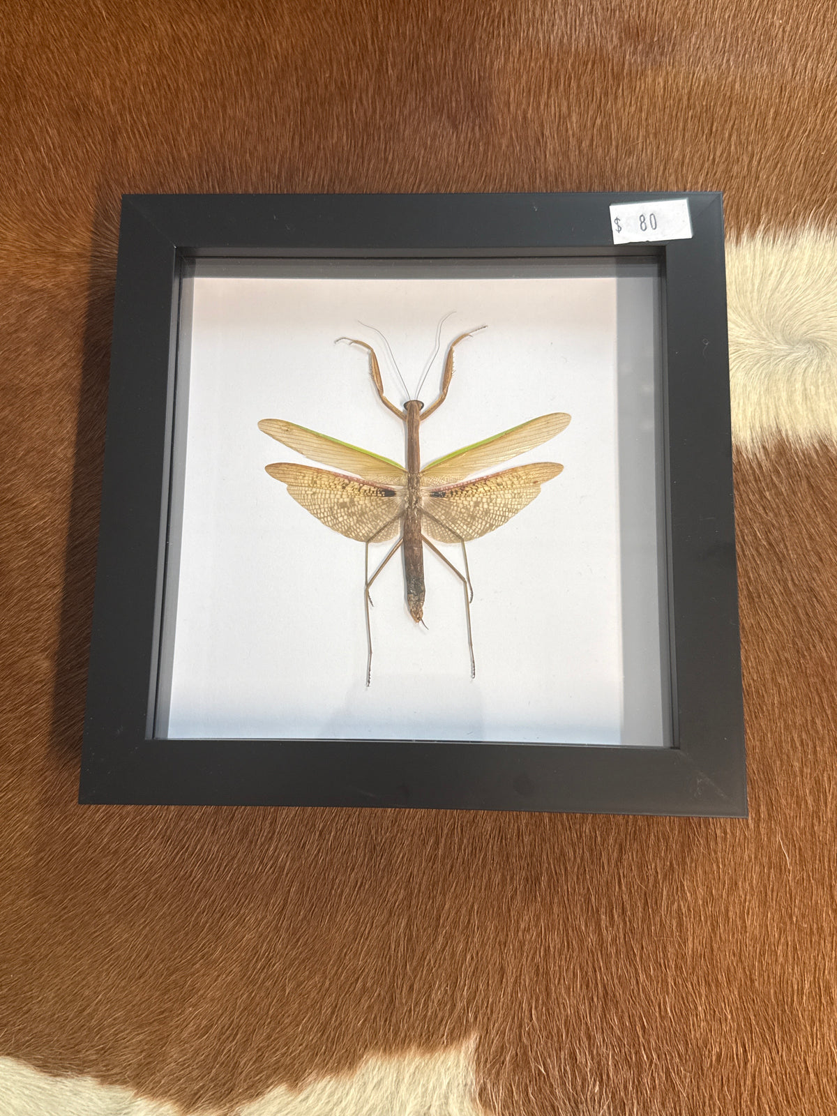 Giant Japanese Mantis - Tenodera avidfolia Frame