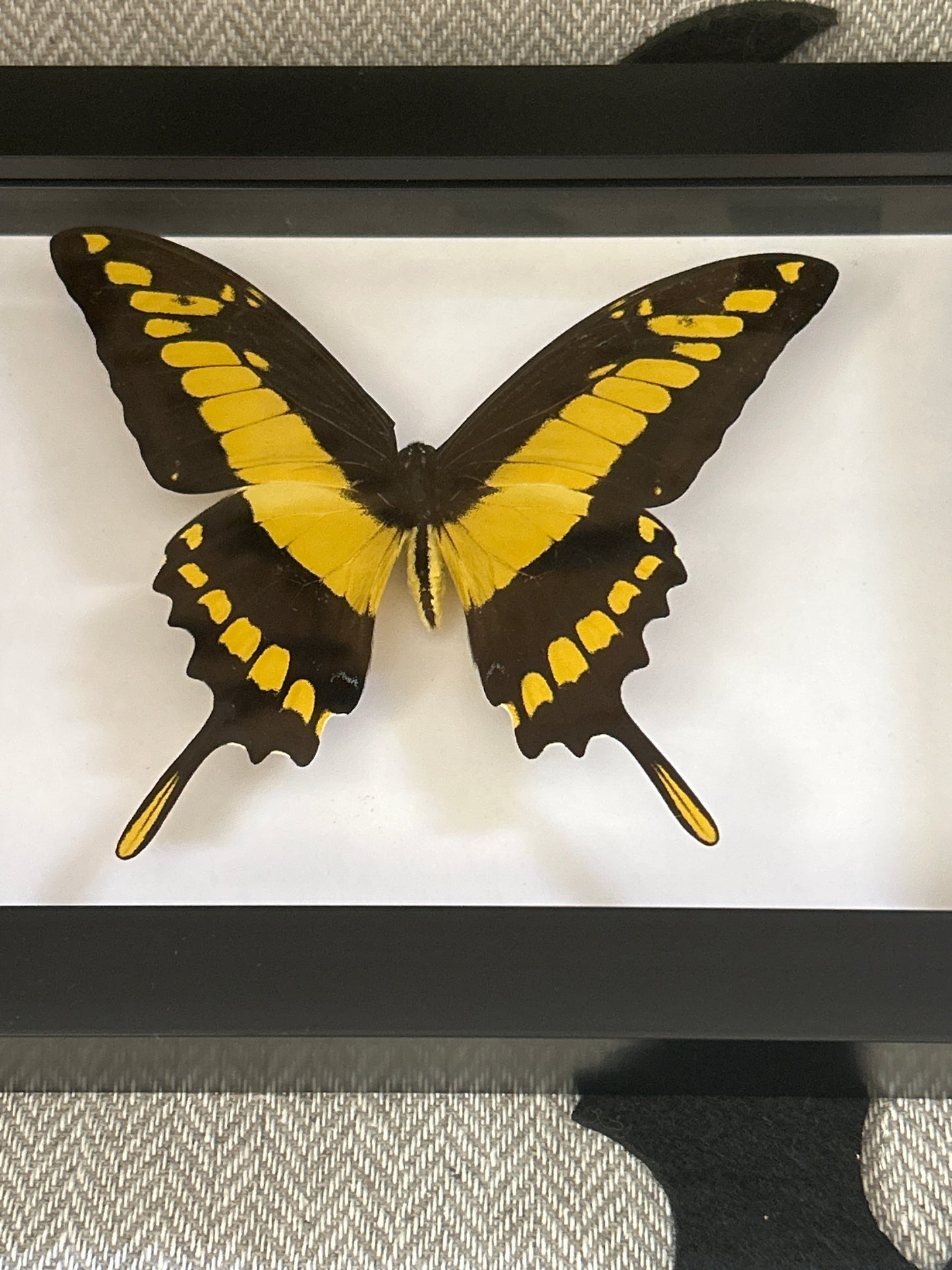 King Swallowtail Butterfly in a frame