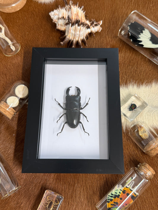 Dorcus titanus yasuokai Beetle Frame