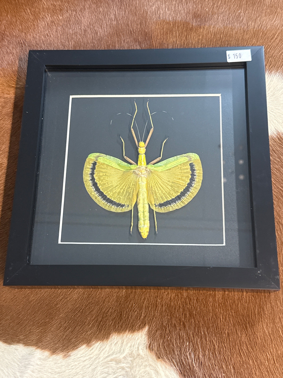 Umbrella Stick Insect (Eurynecroscia nigrofasciata) Frame