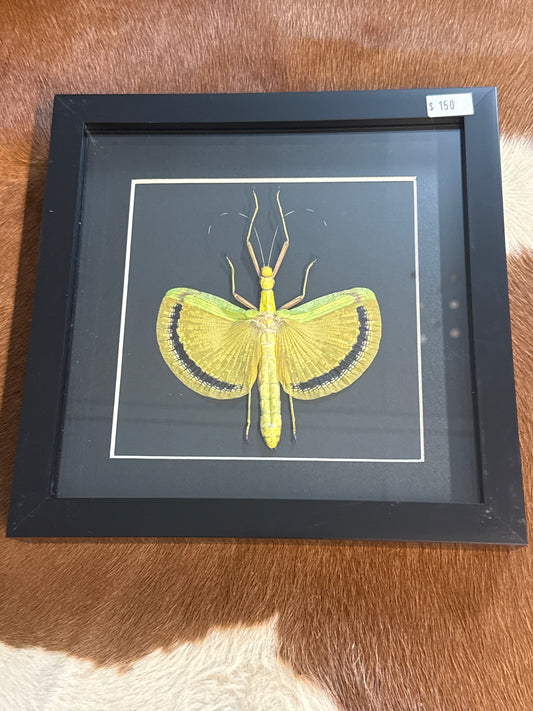 Umbrella Stick Insect (Eurynecroscia nigrofasciata) Frame