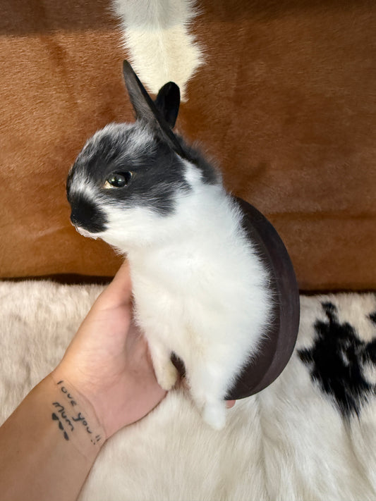 Bunny Bust Wall Mount 'Fry' - Pumpkin Cat Collectables