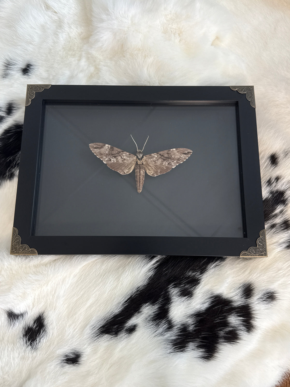 Plain Grey Hawkmoth in a Frame