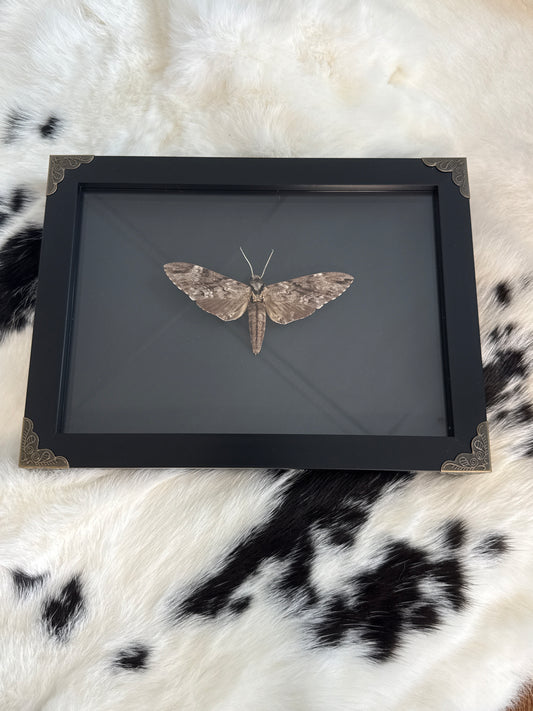 Plain Grey Hawkmoth in a Frame