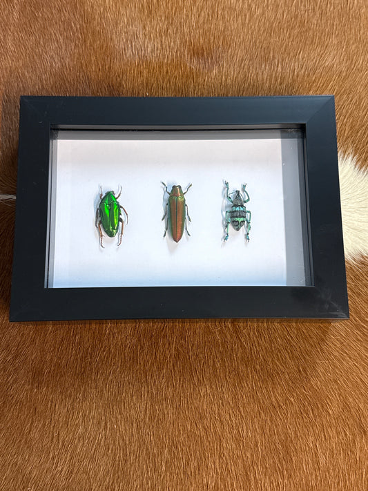 Green Beetle Trio Frame