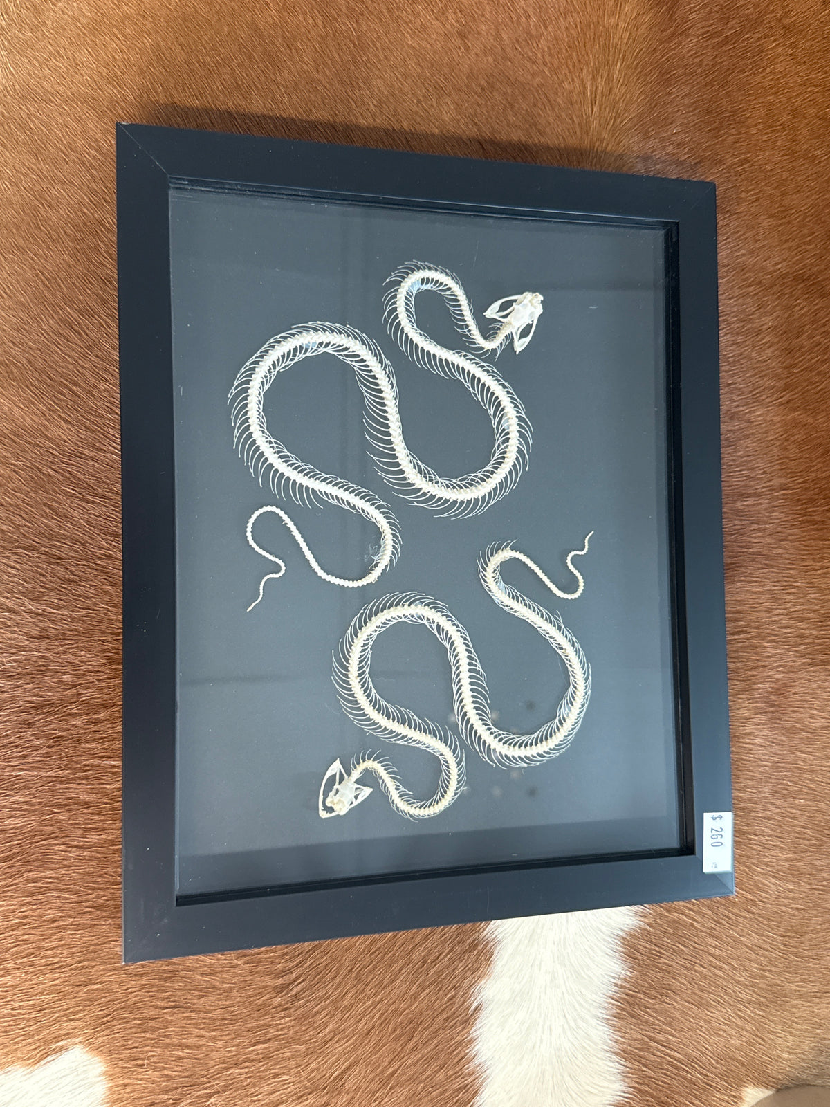 Trimeresurus albolabris Snake Skeleton Duo Frame