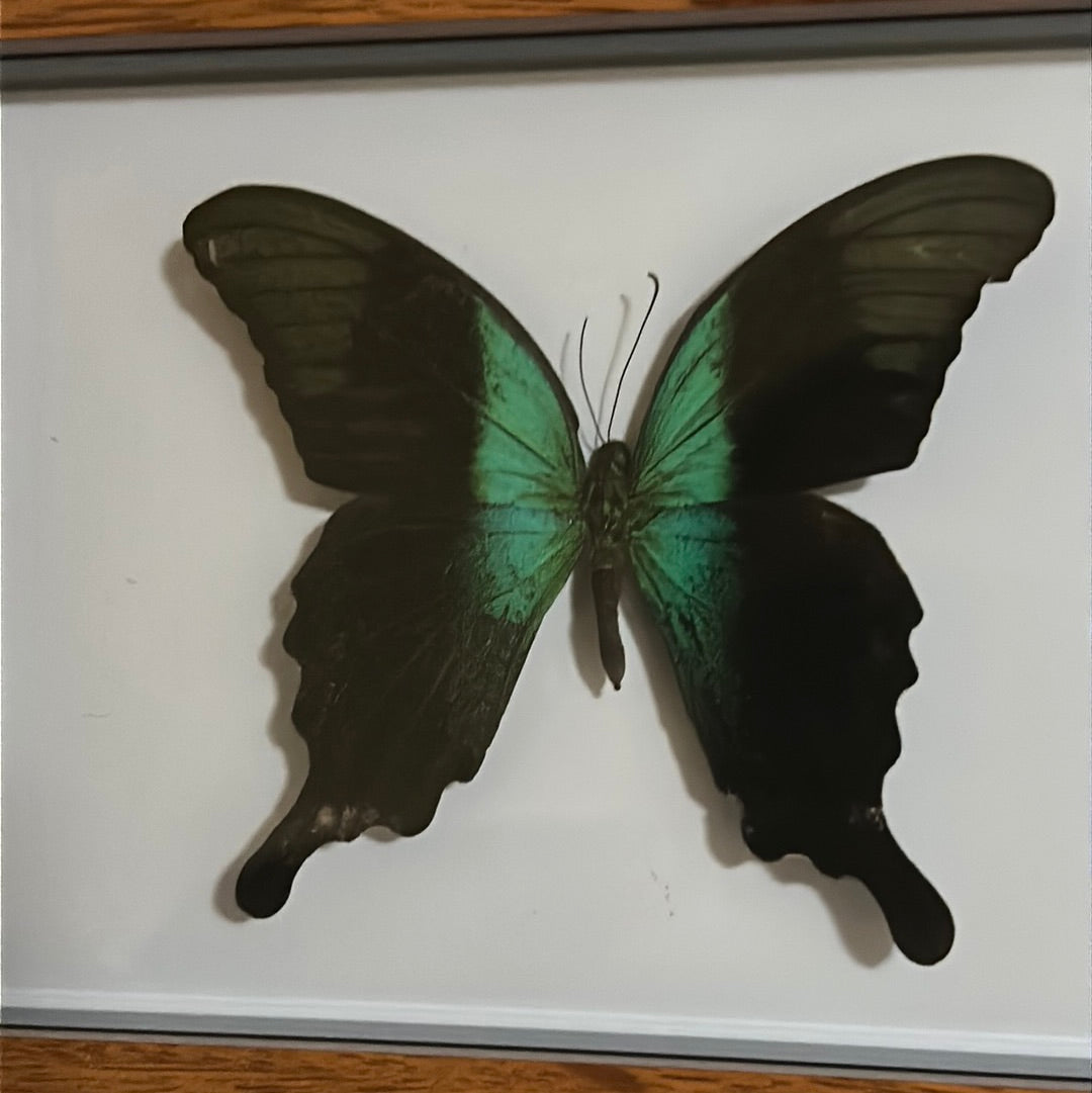 Papilio Peranthus Adamantius Butterfly in a frame