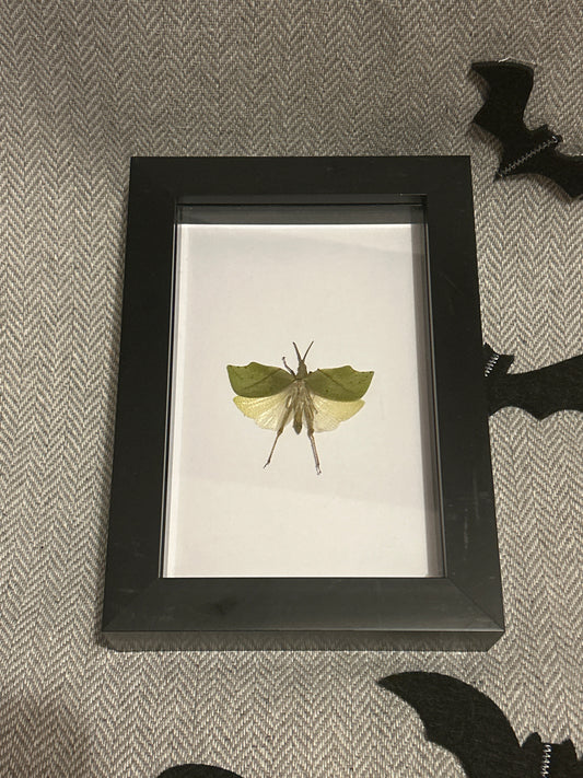 Green Leaf Hopper in a frame