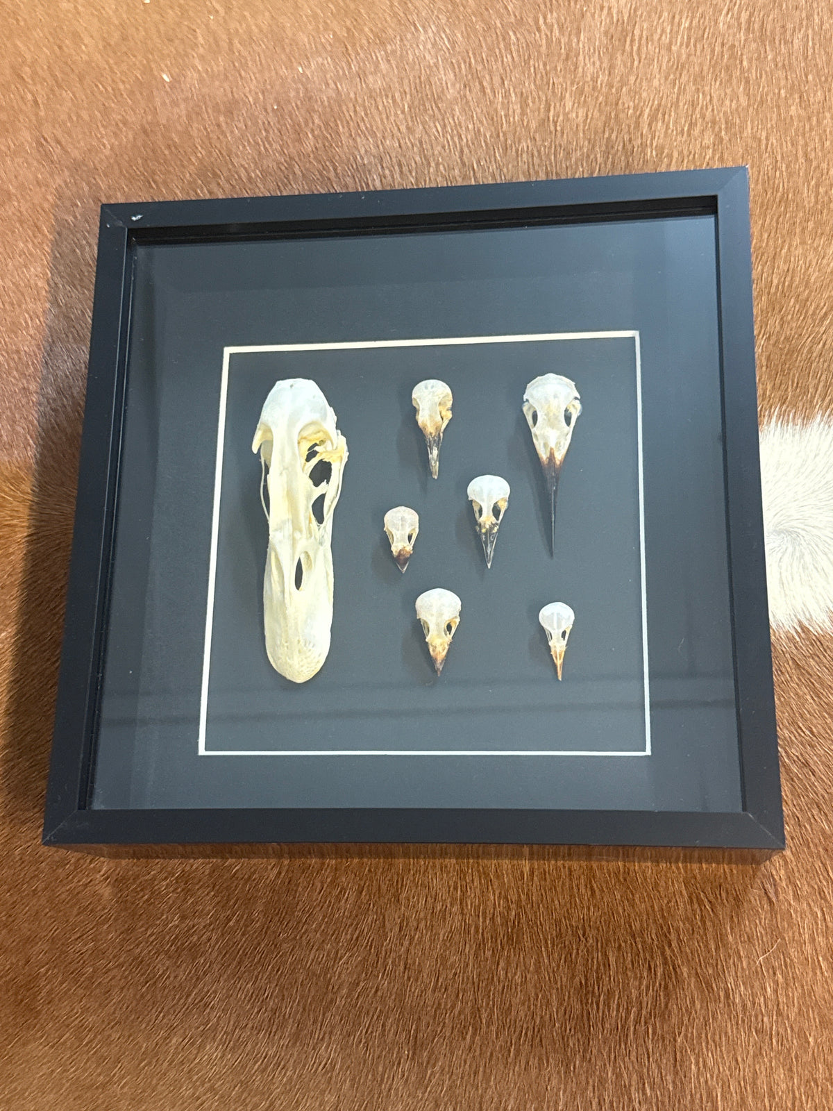 Bird Skulls in a Frame