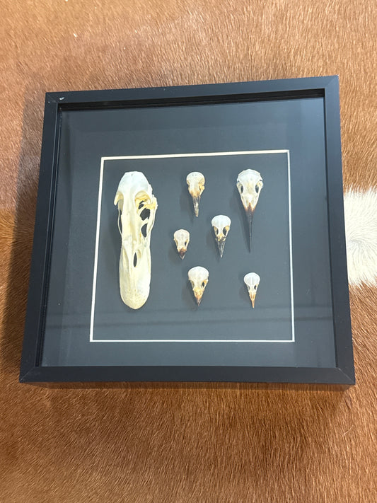 Bird Skulls in a Frame