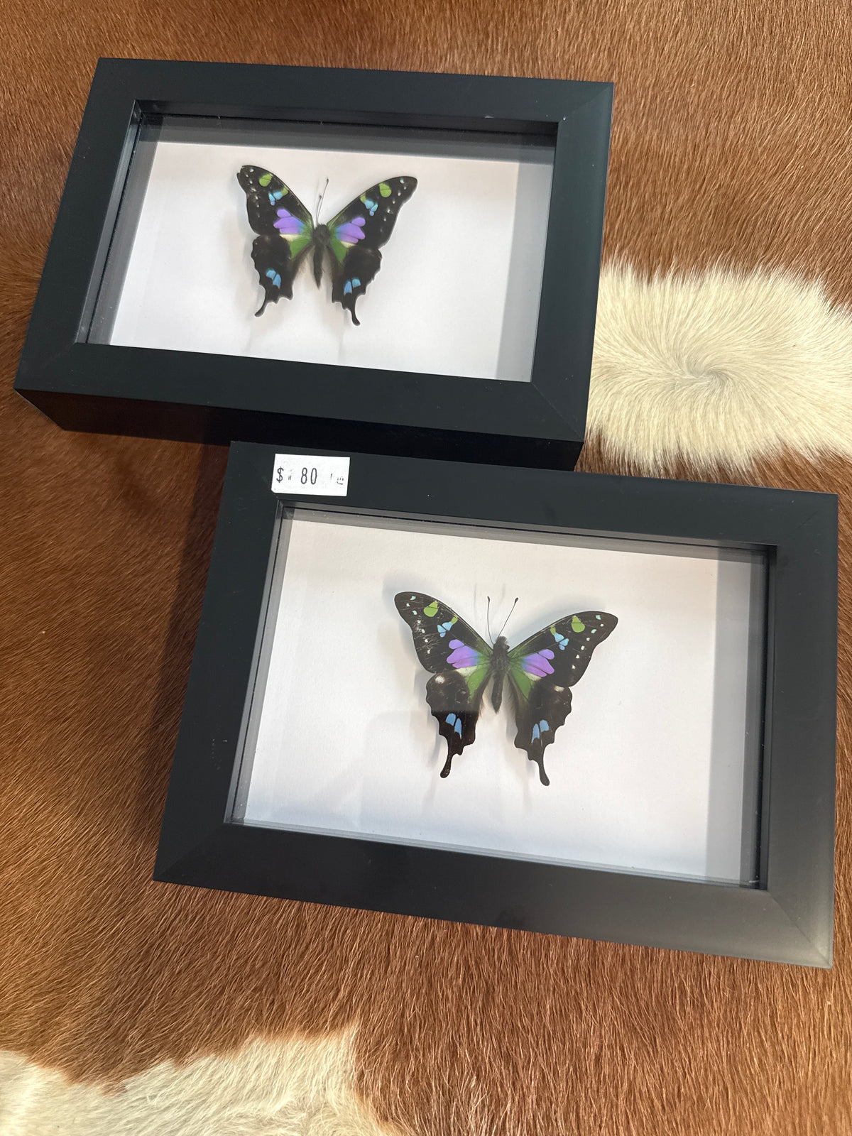 Graphium weiski Butterfly in a Frame