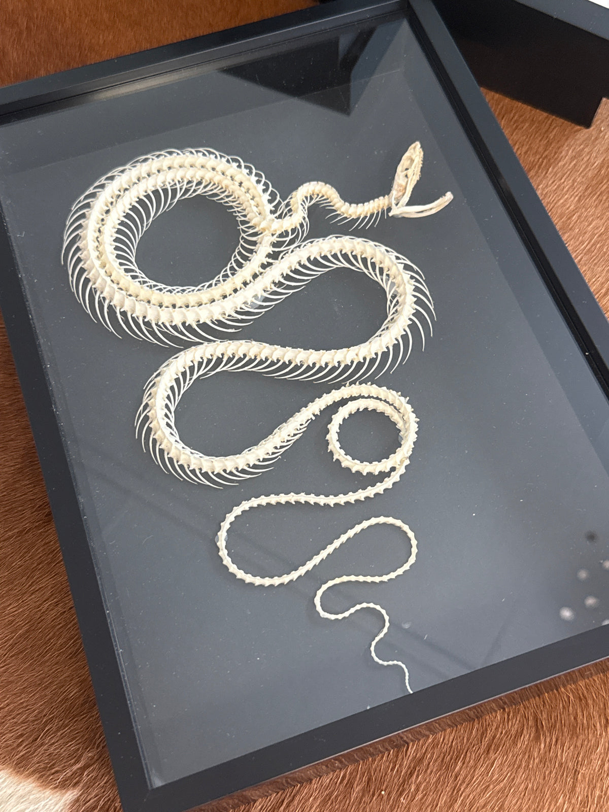 PREORDER Pytas korros carinata (double rolling) Snake Skeleton Frame