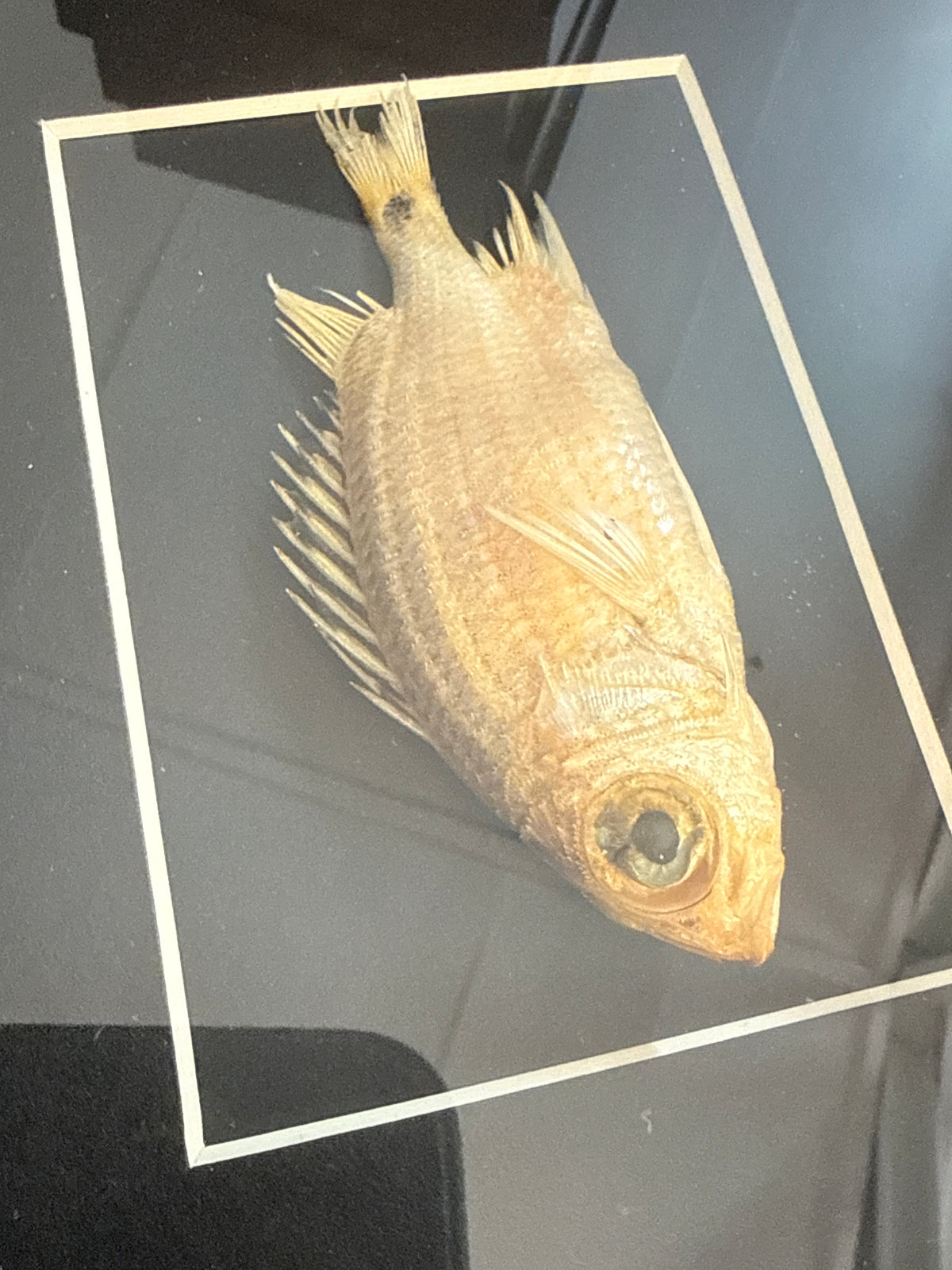 Squirrel Fish in a Frame