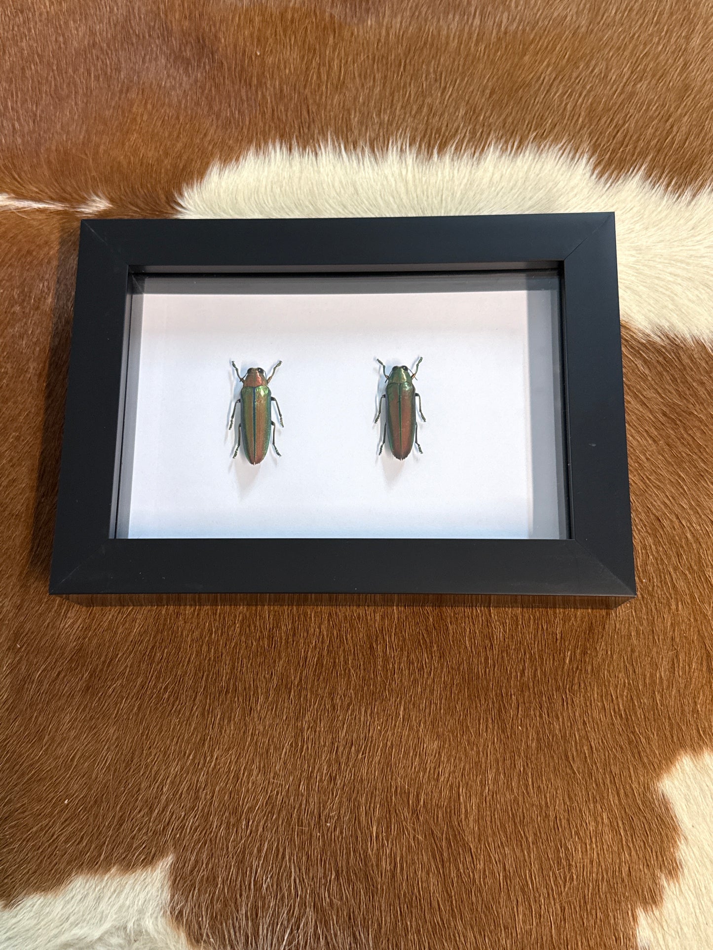 Jewel Beetle Duo Frame