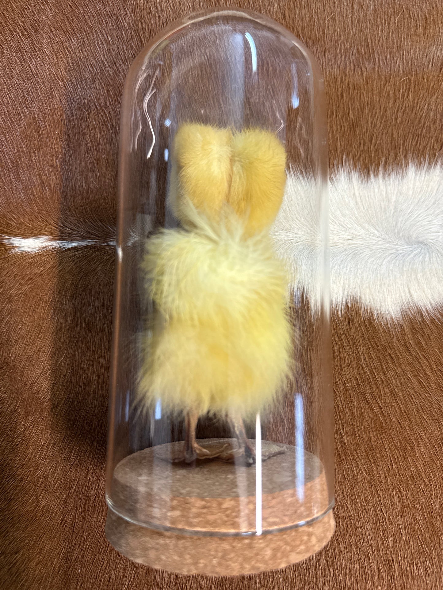 Two Headed Taxidermy Duckling Dome