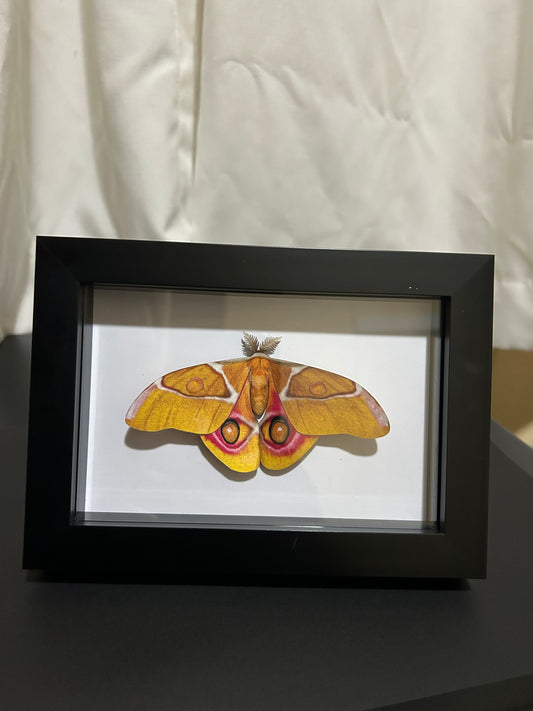Replica Madagascan Bullseye Silk Moth (Antherina suraka) Frame