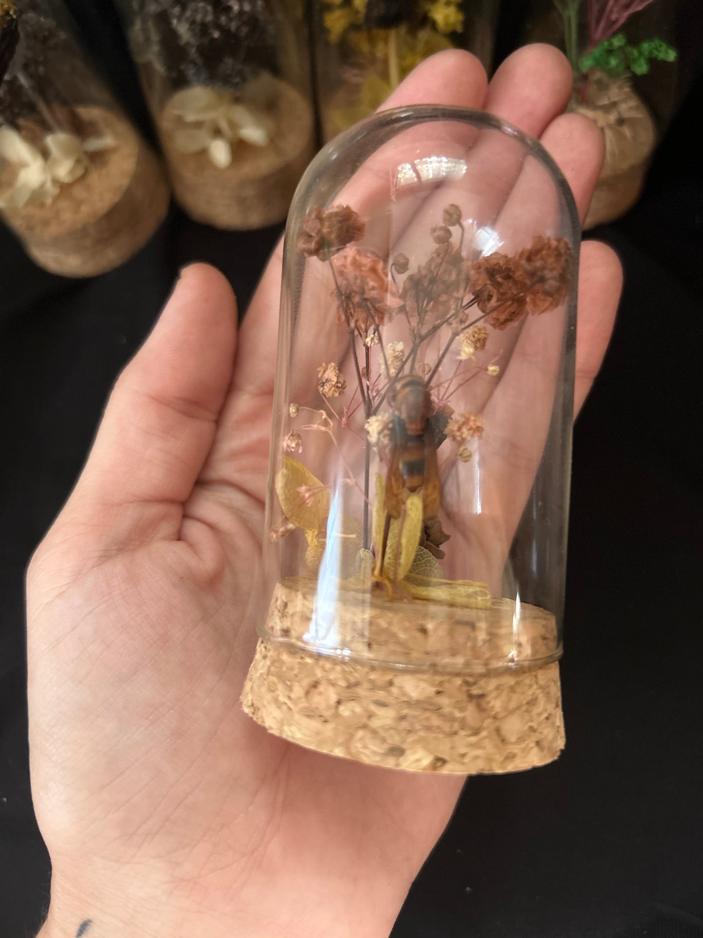 Mystery Mini Bee & Wasp Dome