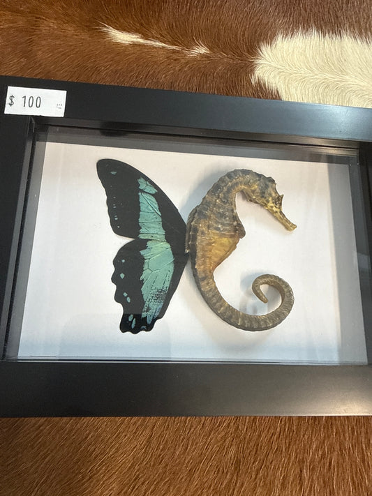 Sea ‘Fairy’ Frame