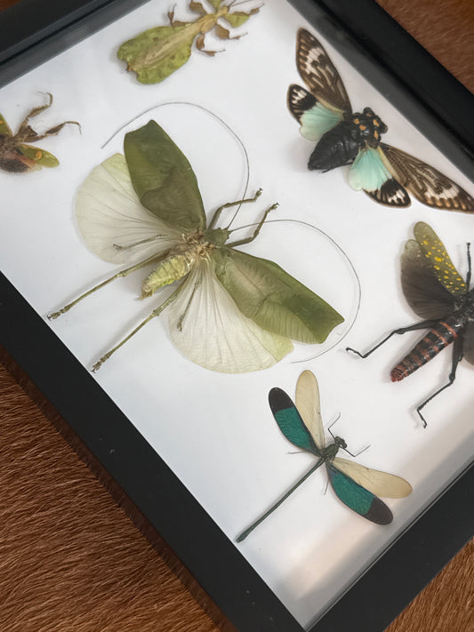 Green Insect Party Frame