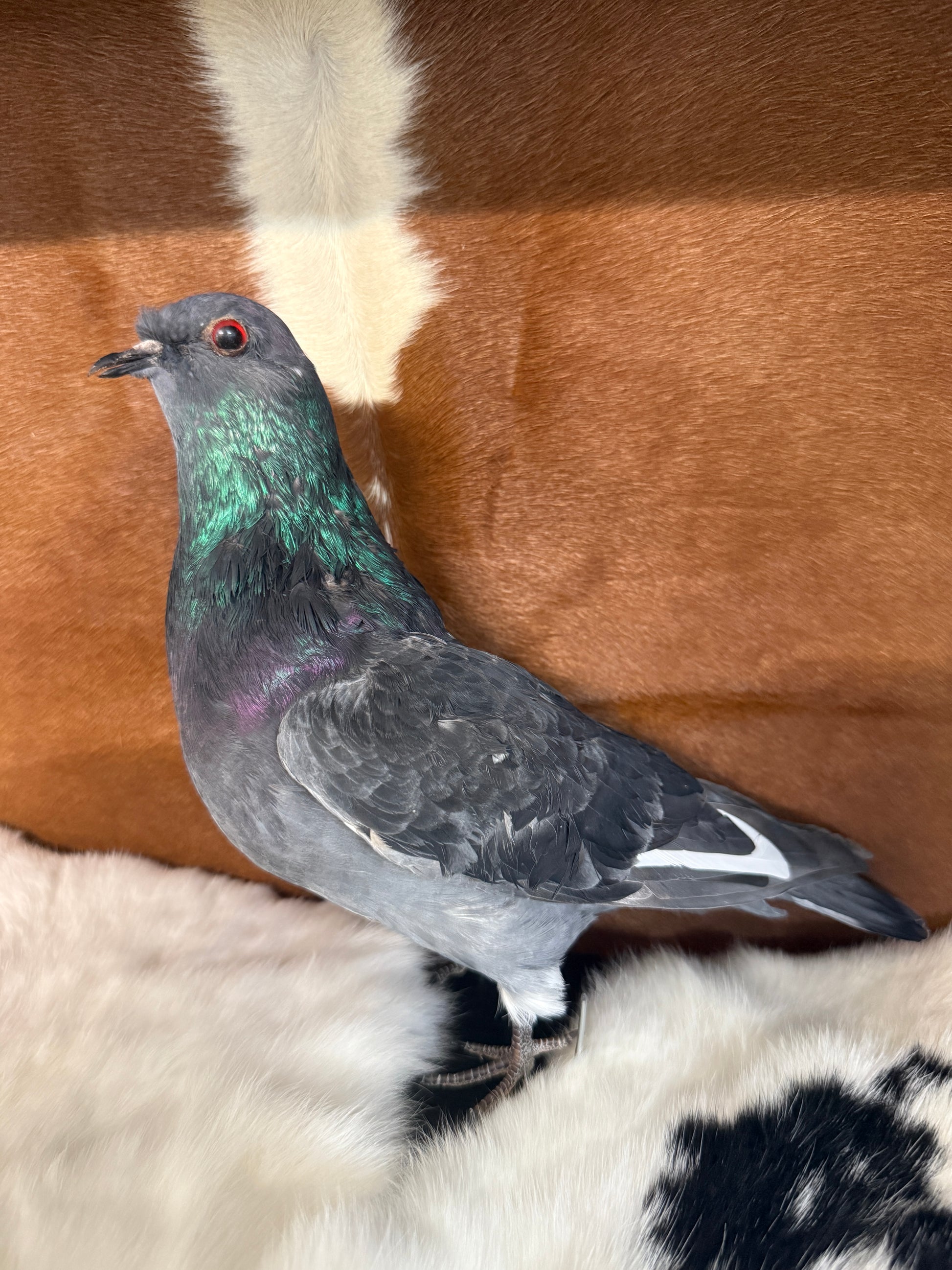Taxidermy Pigeon 'Kyle' - Pumpkin Cat Collectables