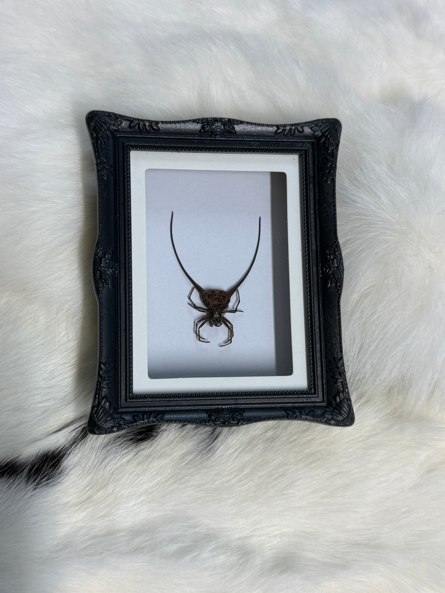 Bug Fridge Magnet Mini Frame - Pumpkin Cat Collectables