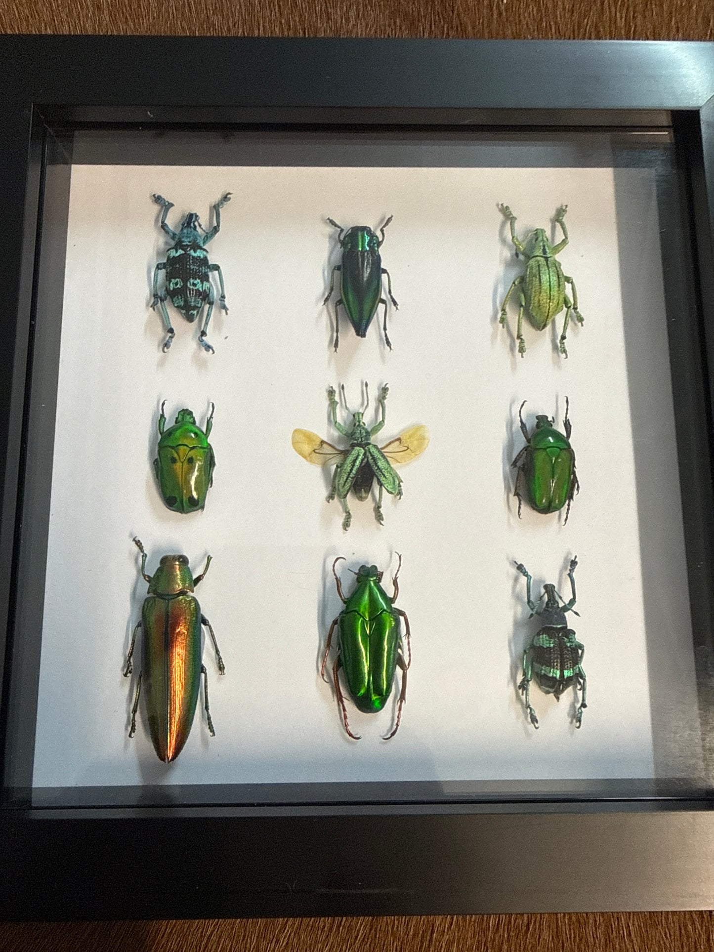 Green Beetle Party Frame