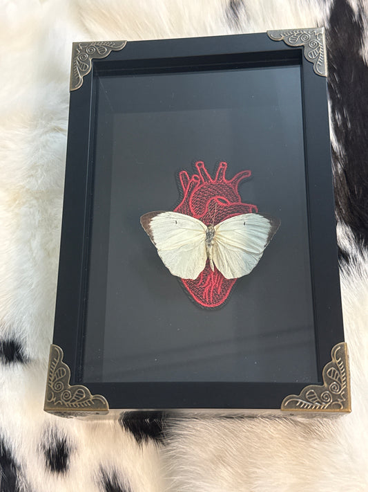 Catopsilla Pomona Butterfly Frame