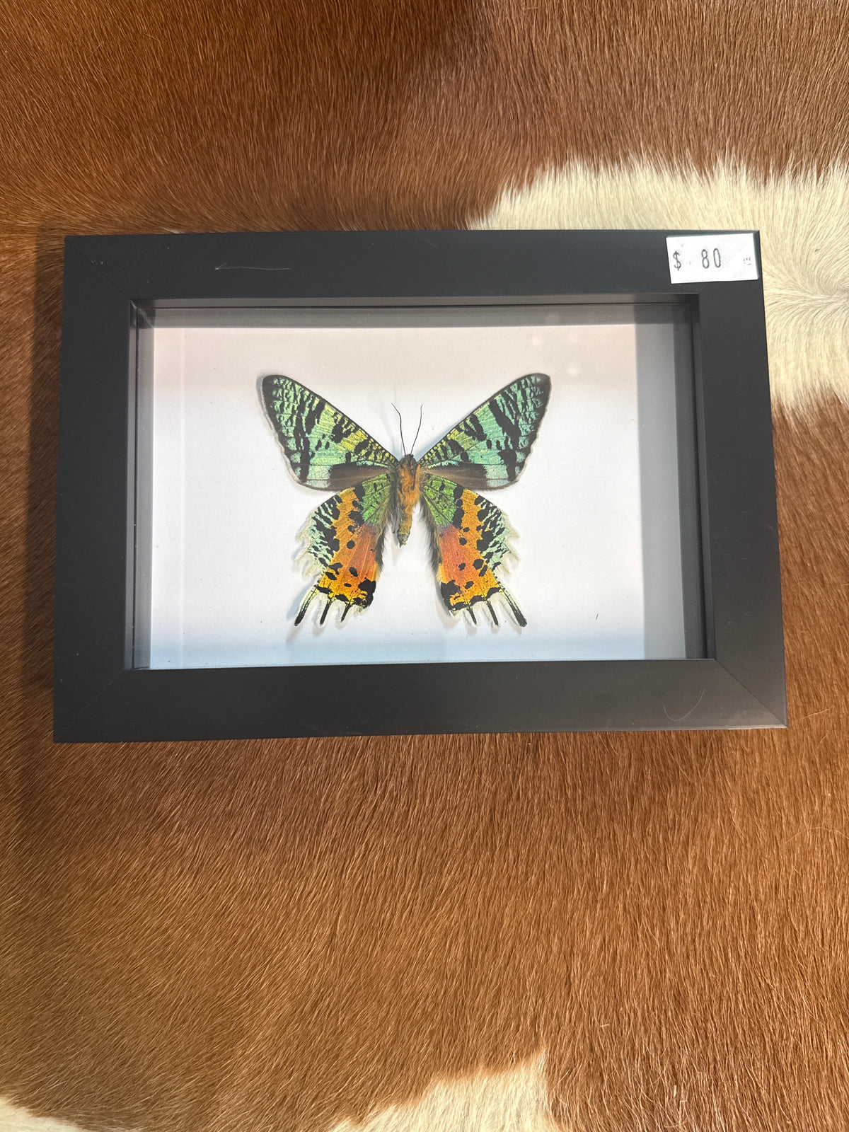 Madagascan Sunset Moth (Urania ripheus) Frame