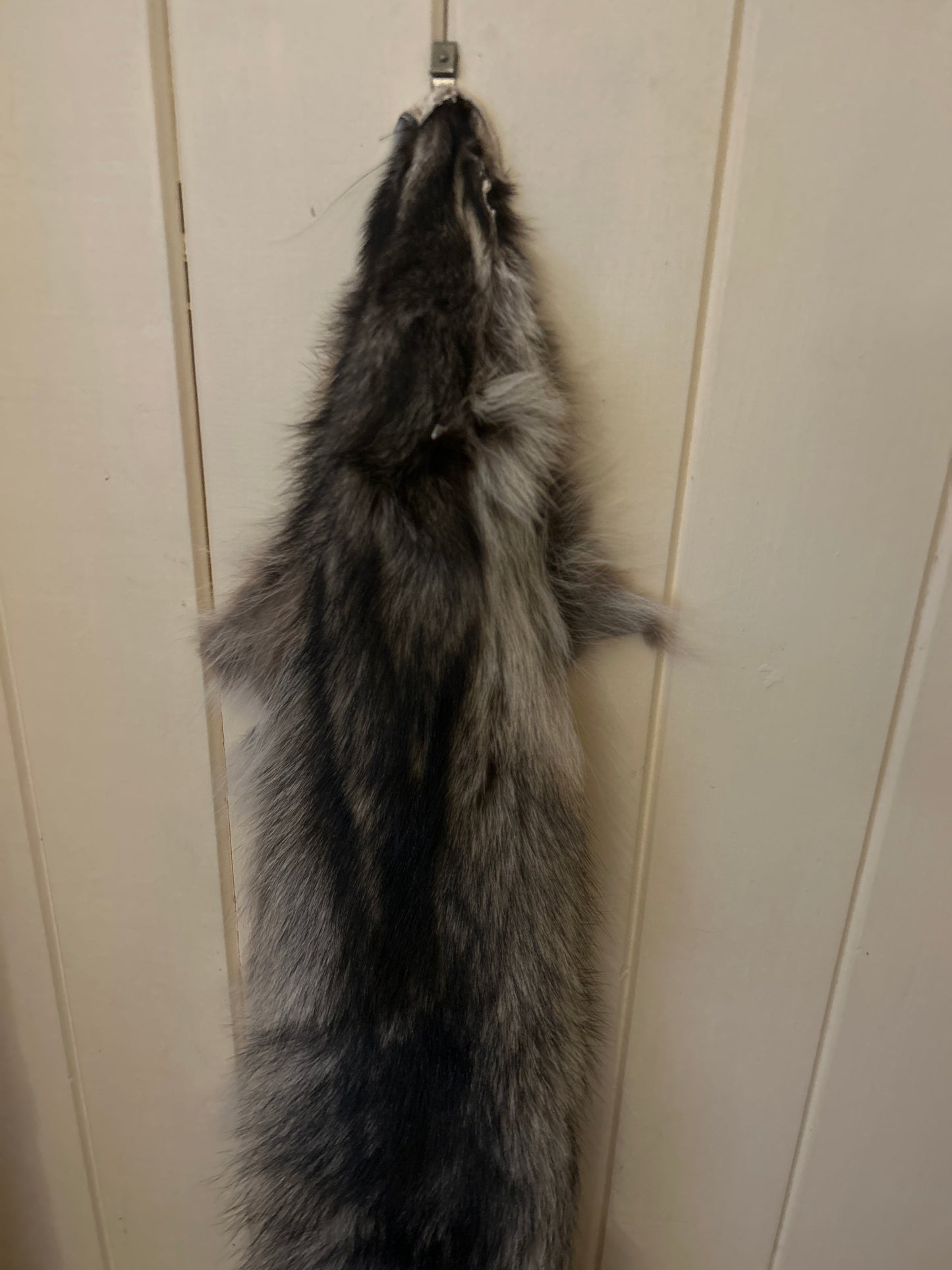 Raccoon Pelt