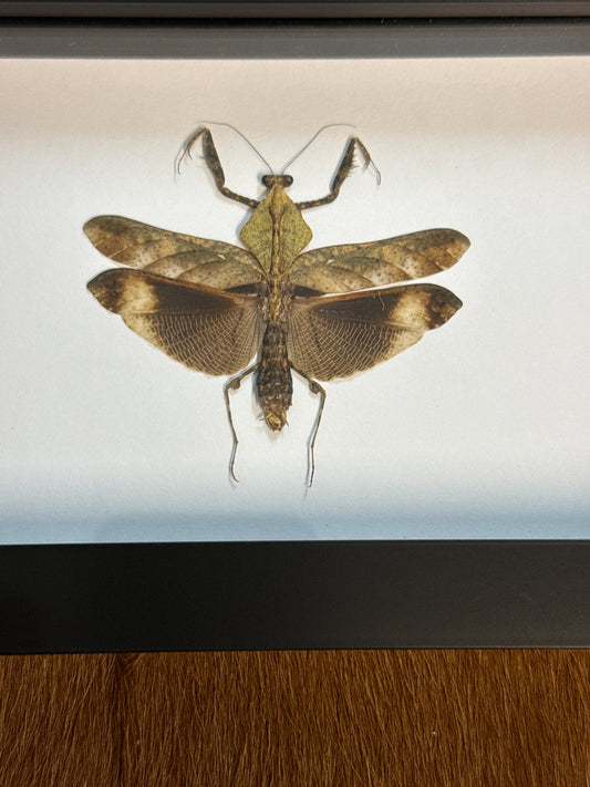 Deroplatys lobata Mantis in a Frame