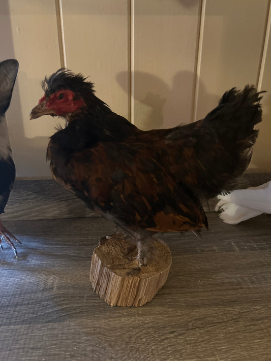 Black & Tan Taxidermy Chicken Mount